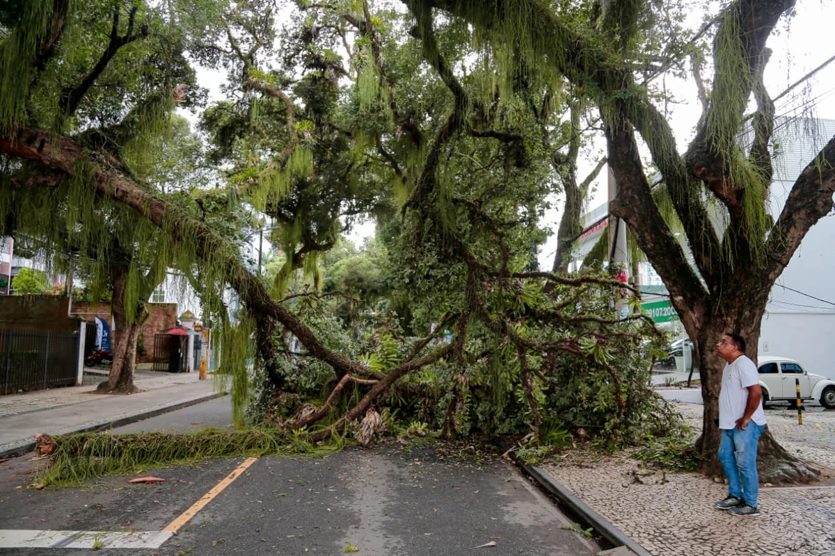 Queda de parte de uma árvore bloqueia o trânsito no Corredor da Vitória por Arisson Marinho/CORREIO