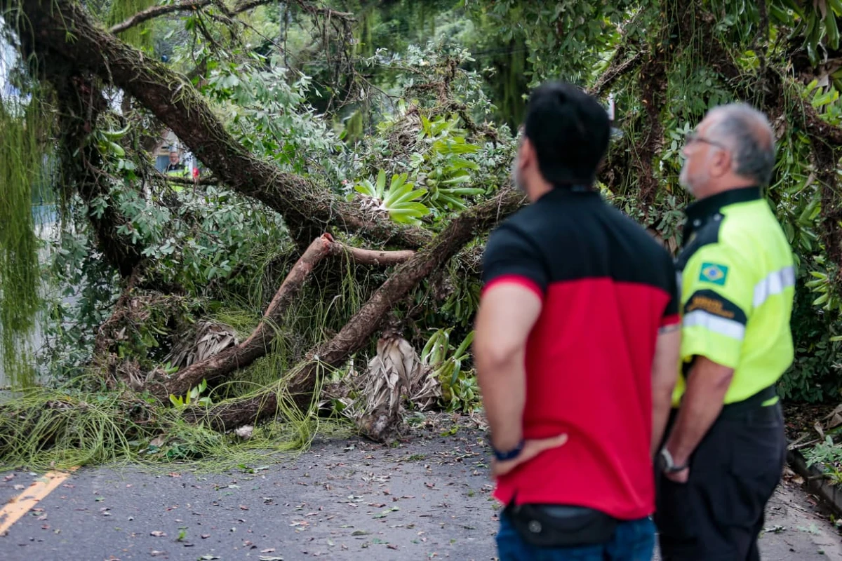 Queda de parte de uma árvore bloqueia o trânsito no Corredor da Vitória por Arisson Marinho/CORREIO