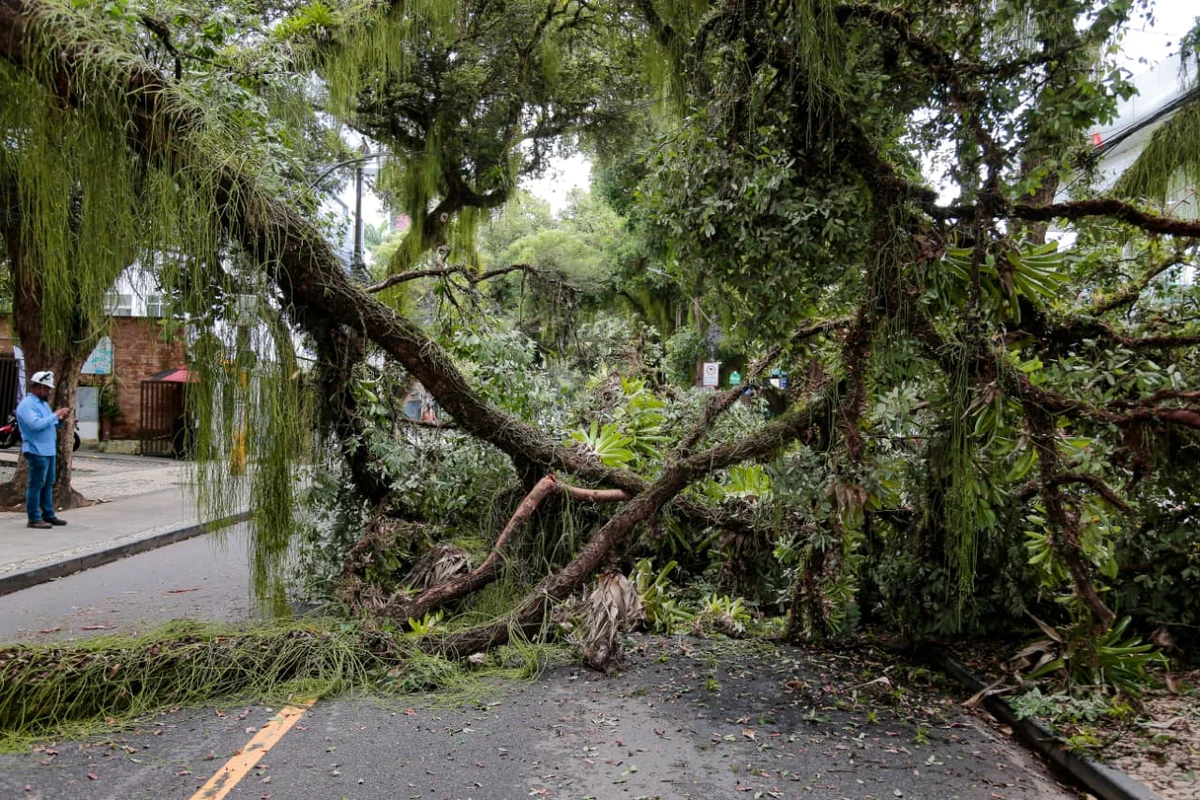 Queda de parte de uma árvore bloqueia o trânsito no Corredor da Vitória por Arisson Marinho/CORREIO