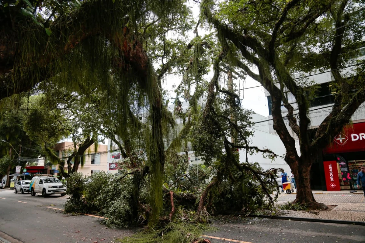 Queda de parte de uma árvore bloqueia o trânsito no Corredor da Vitória por Arisson Marinho/CORREIO