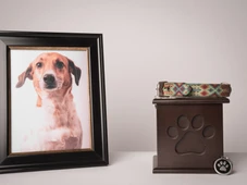 Imagem - Crematório de pets no Caminho das Árvores é alvo de investigação após denúncia de clientes