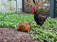 Imagem - Quem trouxe? Galo e galinha surpreendem e viram mascotes da Alba