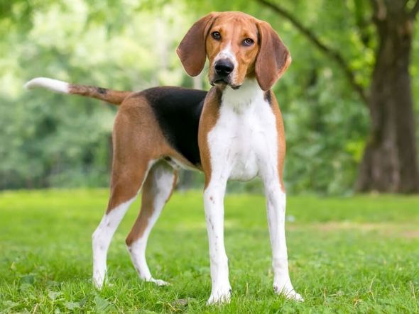 Imagem - 4 características do cachorro da raça foxhound americano