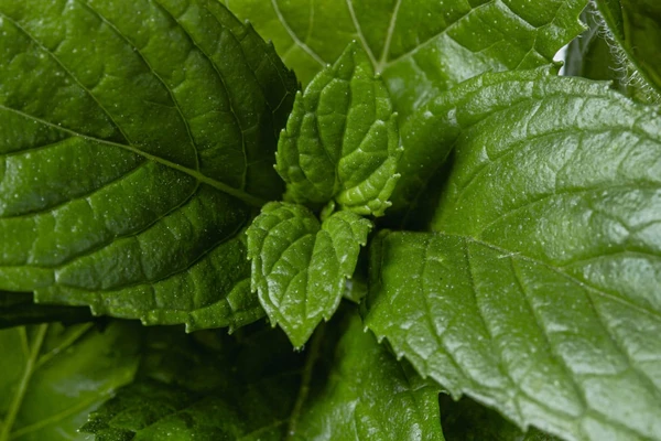 Cuidados essenciais para manter a horta produtiva