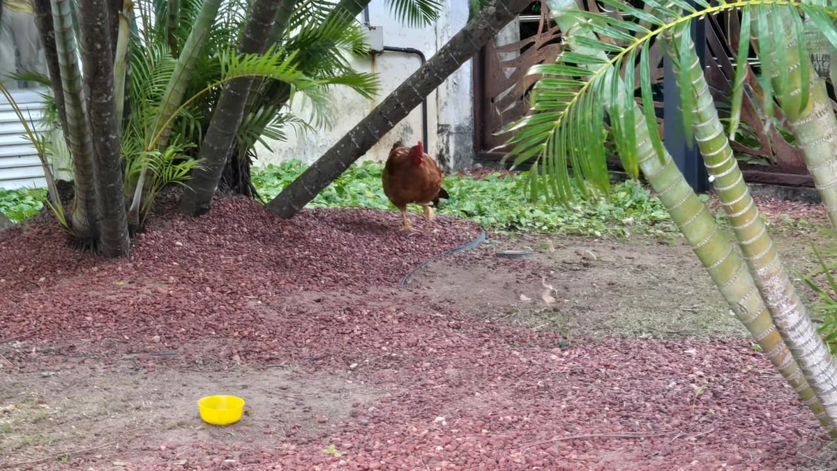 Galo e galinha da Alba por Monique Lôbo/CORREIO