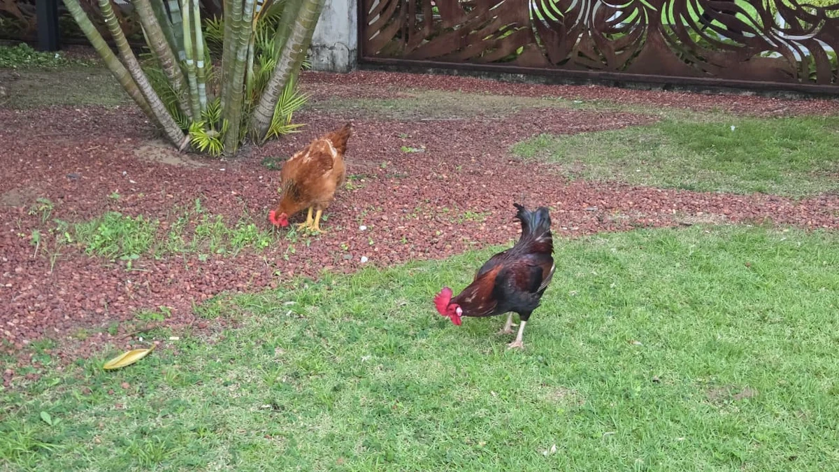 Galo e galinha da Alba por Monique Lôbo/CORREIO