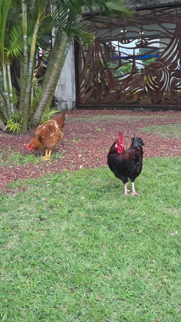 Galo e galinha da Alba por Monique Lôbo/CORREIO