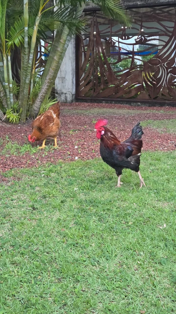 Galo e galinha da Alba por Monique Lôbo/CORREIO