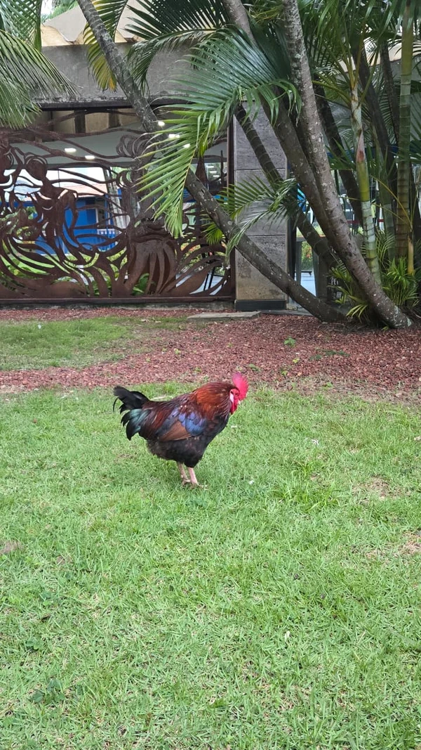 Galo e galinha da Alba por Monique Lôbo/CORREIO