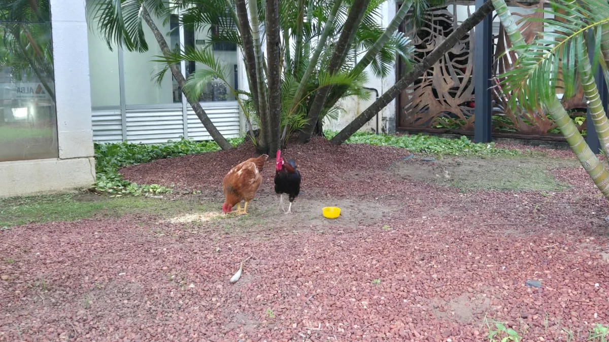 Galo e galinha da Alba por Monique Lôbo/CORREIO