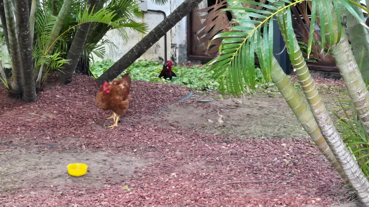 Galo e galinha da Alba por Monique Lôbo/CORREIO