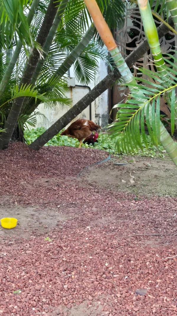 Galo e galinha da Alba por Monique Lôbo/CORREIO