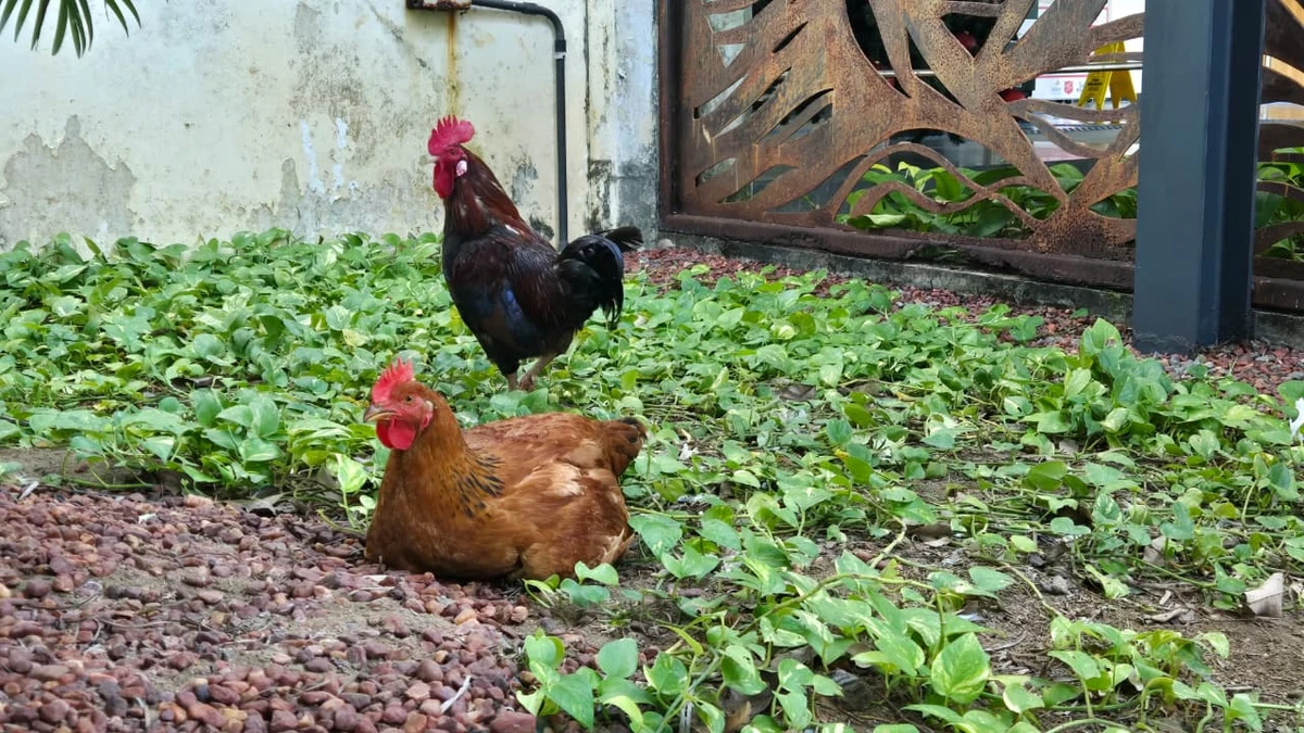 Galo e galinha da Alba por Monique Lôbo/CORREIO