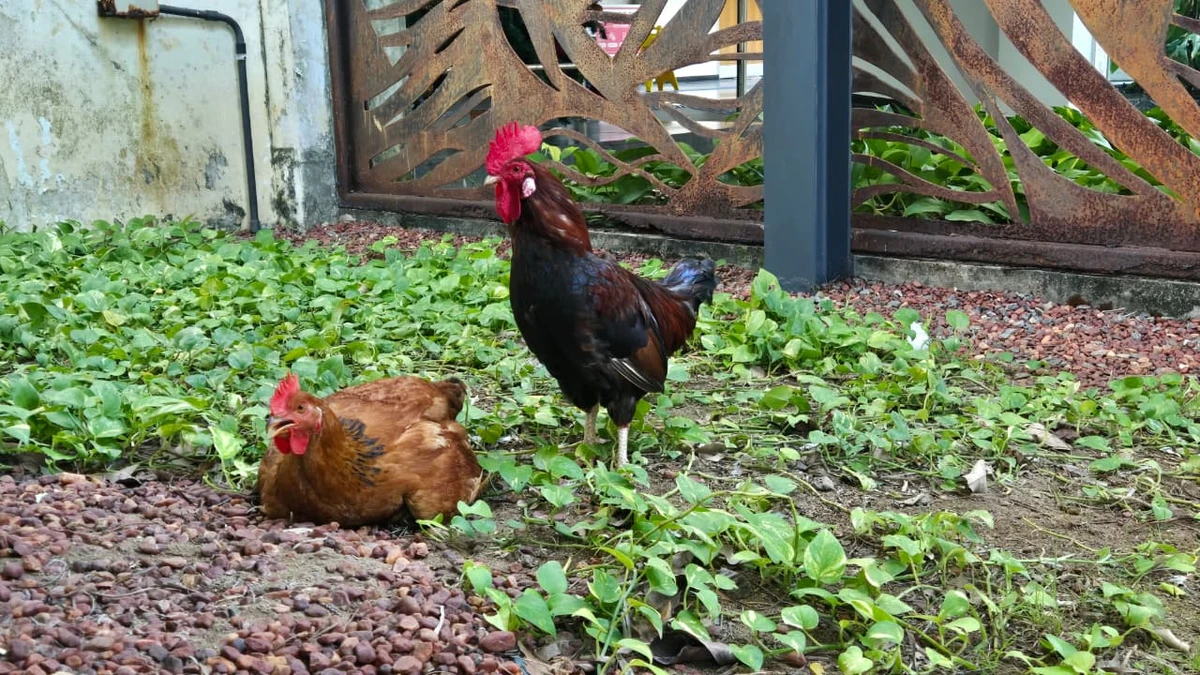 Galo e galinha da Alba por Monique Lôbo/CORREIO