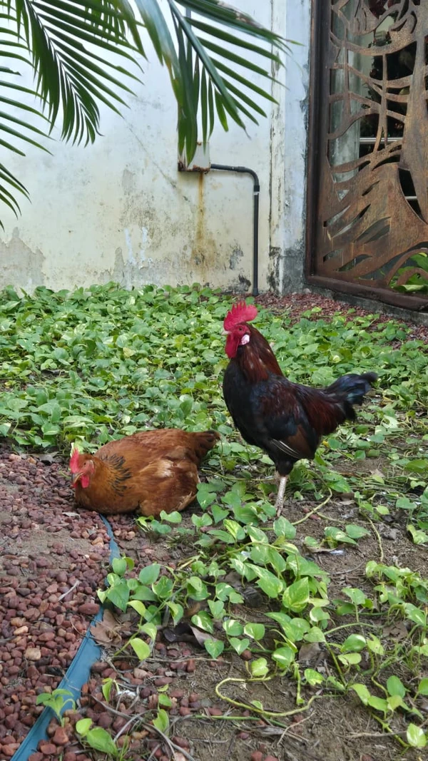 Galo e galinha da Alba por Monique Lôbo/CORREIO