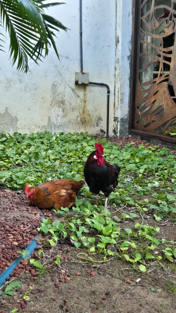 Galo e galinha da Alba por Monique Lôbo/CORREIO
