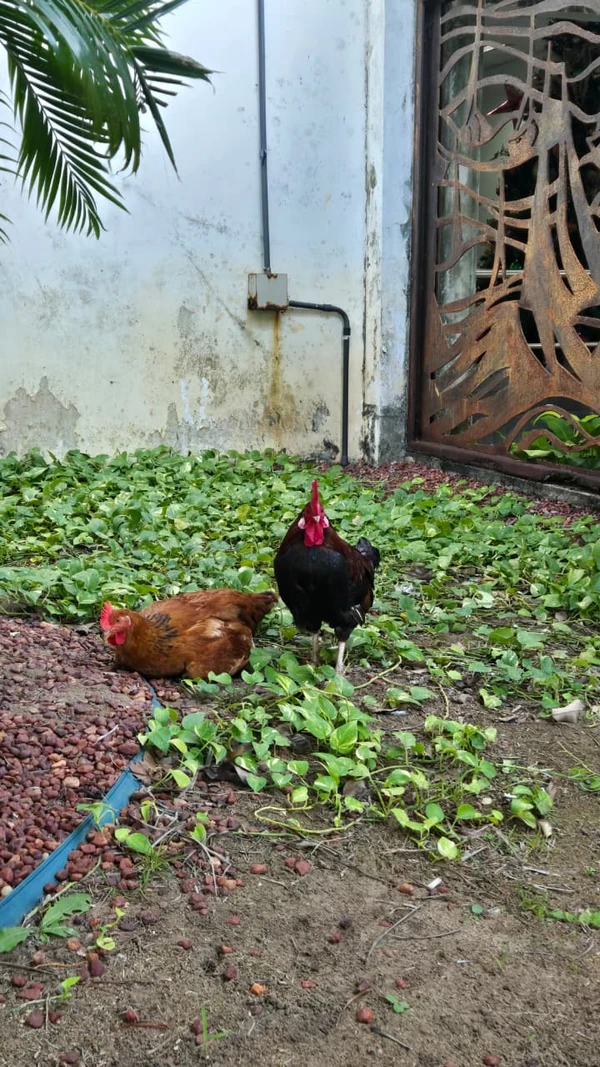 Galo e galinha da Alba por Monique Lôbo/CORREIO