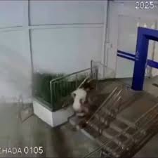 Ladrão  chegando na agência por Reprodução