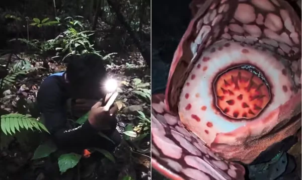  Flor gigante raríssima é encontrada durante uma expedição científica na Indonésia
