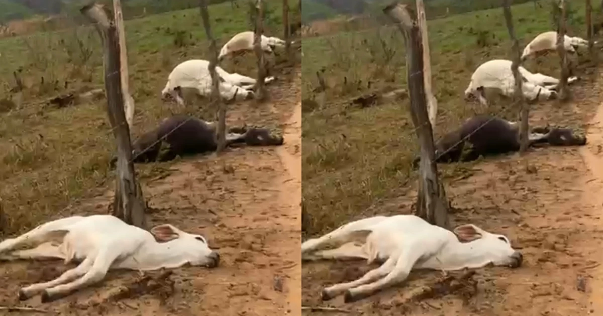 Imagem - Prejuízo de R$ 30 mil: raio mata oito bovinos da raça nelore na Bahia