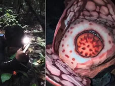 Imagem - Biólogo chora ao encontrar flor gigante raríssima que procurava há 13 anos; veja vídeo