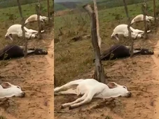 Imagem - Prejuízo de R$ 30 mil: raio mata oito bovinos da raça nelore na Bahia