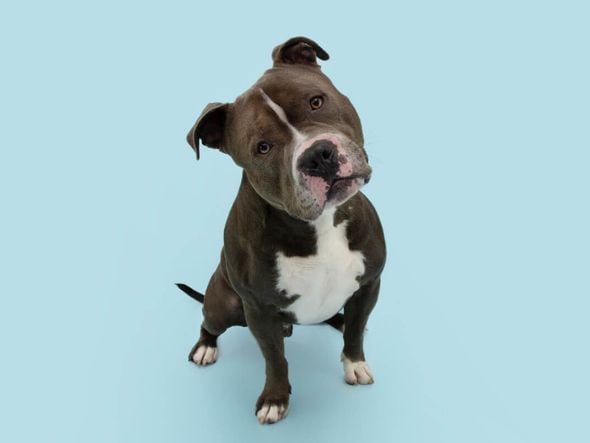 Imagem - Seu cachorro é distraído? Confira 10 nomes perfeitos para ele