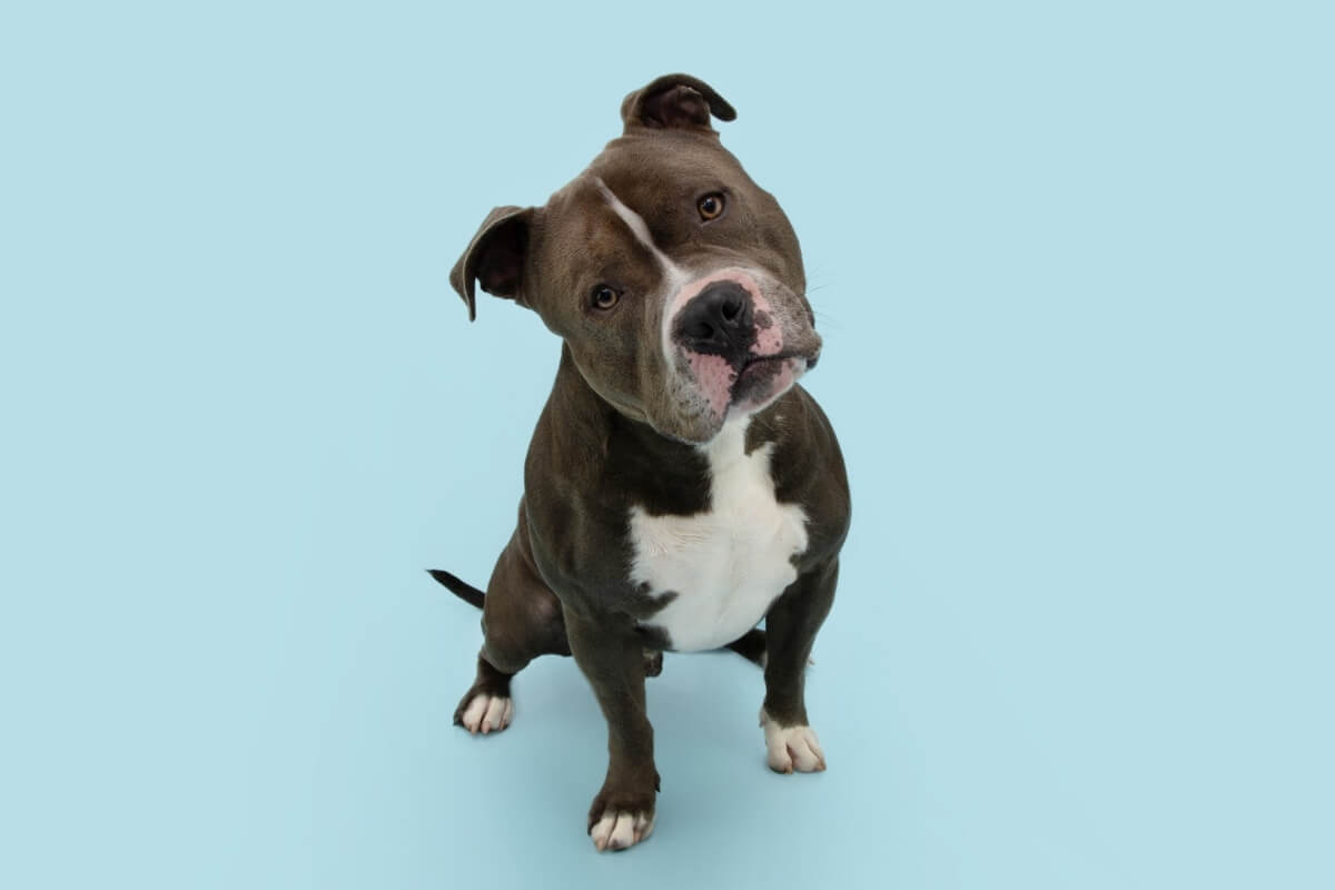 O nome “Nuvem” é perfeito para cachorros que parecem sonhar acordados e têm um olhar tranquilo e introspectivo (Imagem: smrm1977 | Shutterstock)