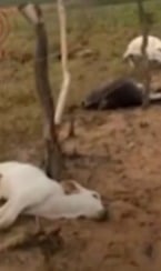 Raio mata bovinos em Boquira por Reprodução