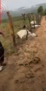 Raio mata bovinos em Boquira por Reprodução