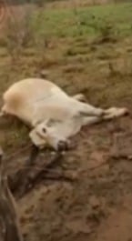 Raio mata bovinos em Boquira por Reprodução