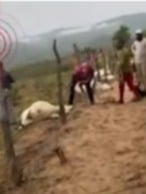 Raio mata bovinos em Boquira por Reprodução