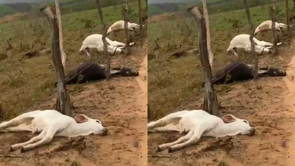 Raio mata bovinos em Boquira