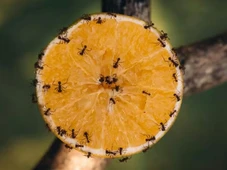 Imagem - Aprenda o truque caseiro definitivo para acabar com as formigas que invadiram sua casa