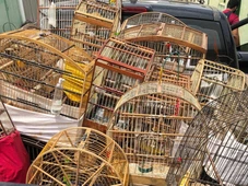 Imagem - Aves silvestres são resgatadas de cativeiro, e três suspeitos são presos na Bahia