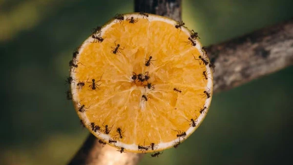 Além do incômodo, esses insetos podem transmitir doenças