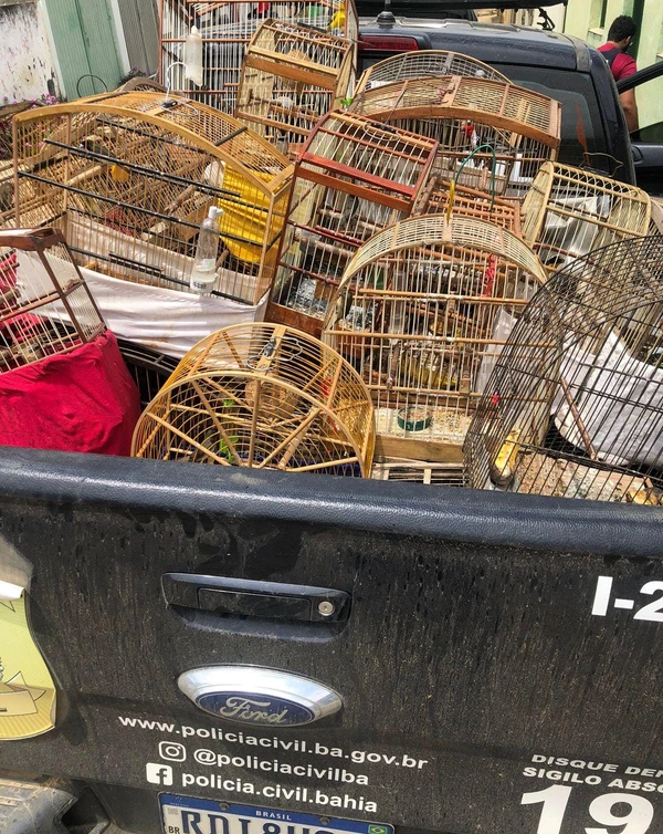 Aves silvestres foram resgatadas na Bahia por Divulgação/PCBA