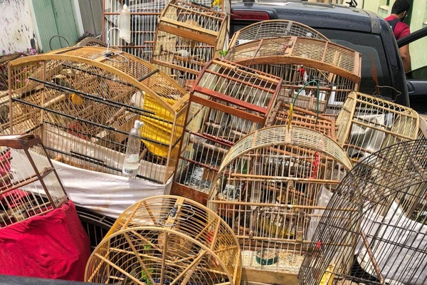 Aves silvestres foram resgatadas na Bahia