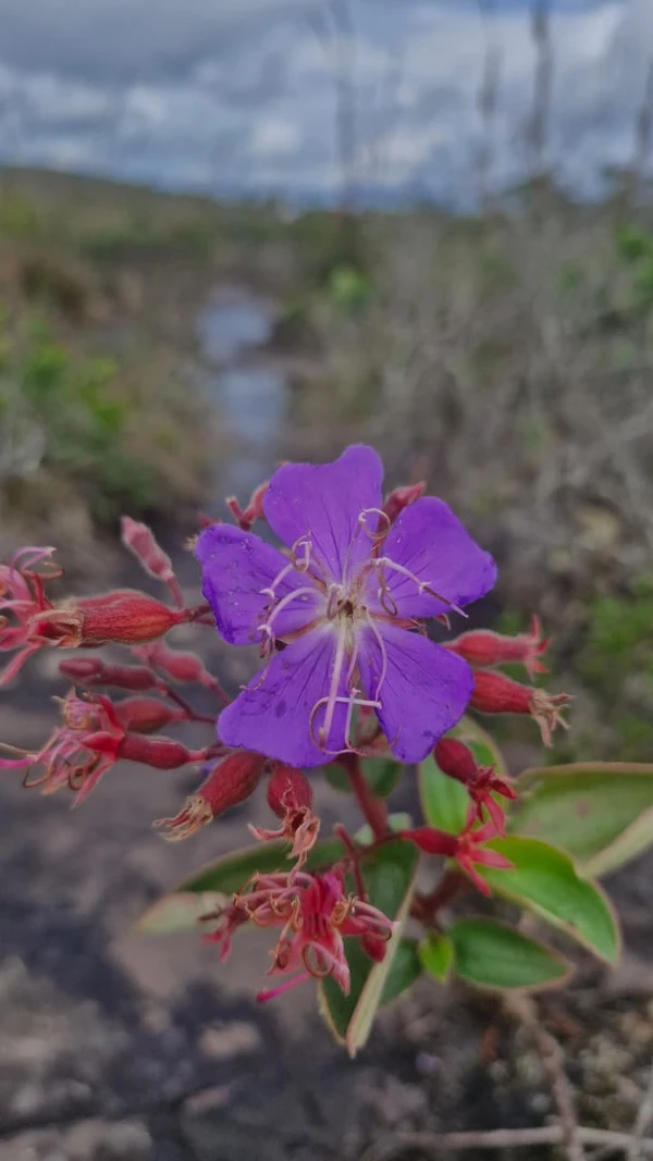 Belezas do Capão por Perla Ribeiro/CORREIO
