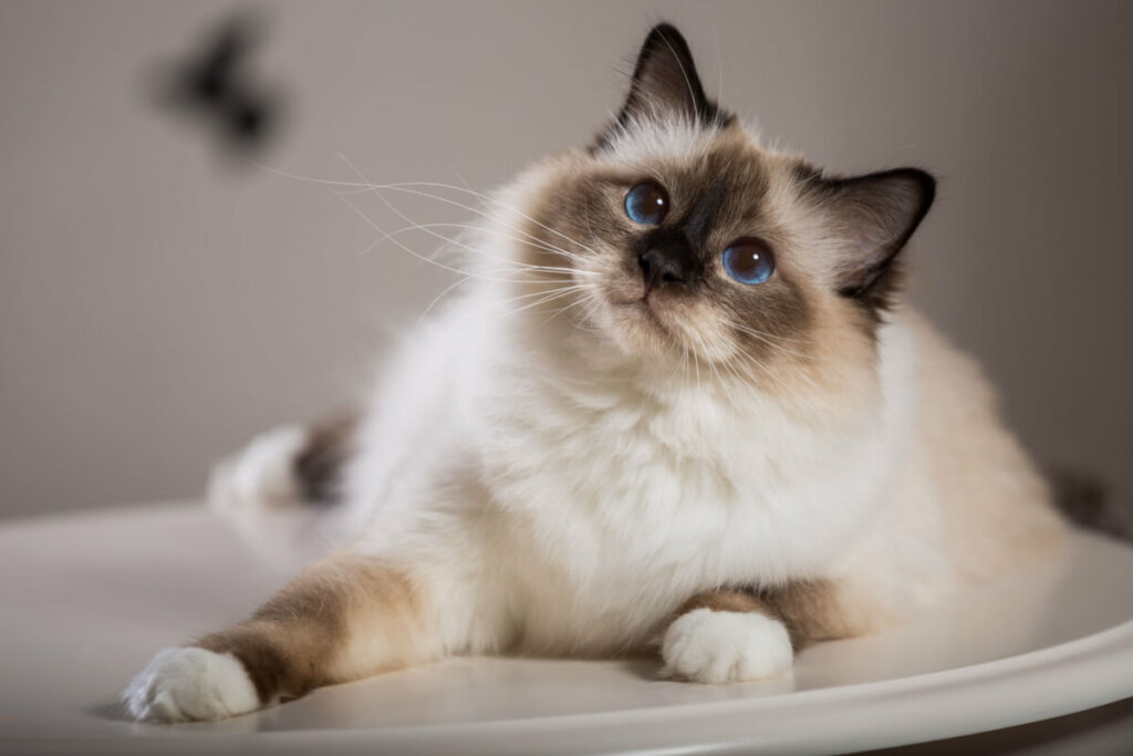 O birmanês é sociável, gentil e equilibrado (Imagem: Viacheslav Lopatin | Shutterstock)
