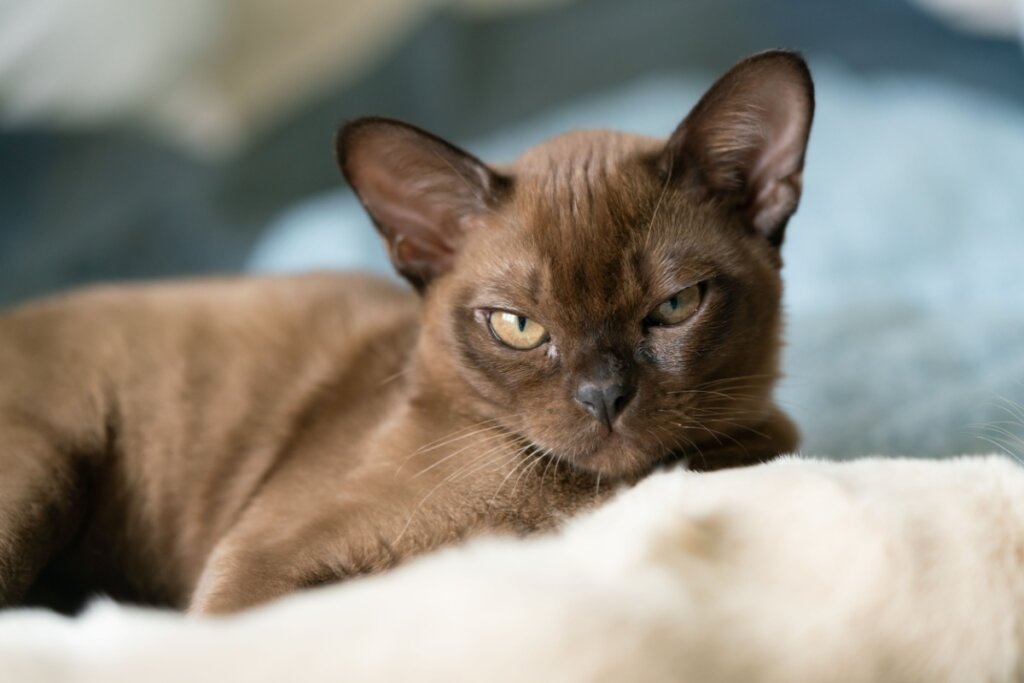 O burmês costuma pedir carinho, buscar colo e se adaptar bem a ambientes com crianças (Imagem: biggunsband | Shutterstock) 