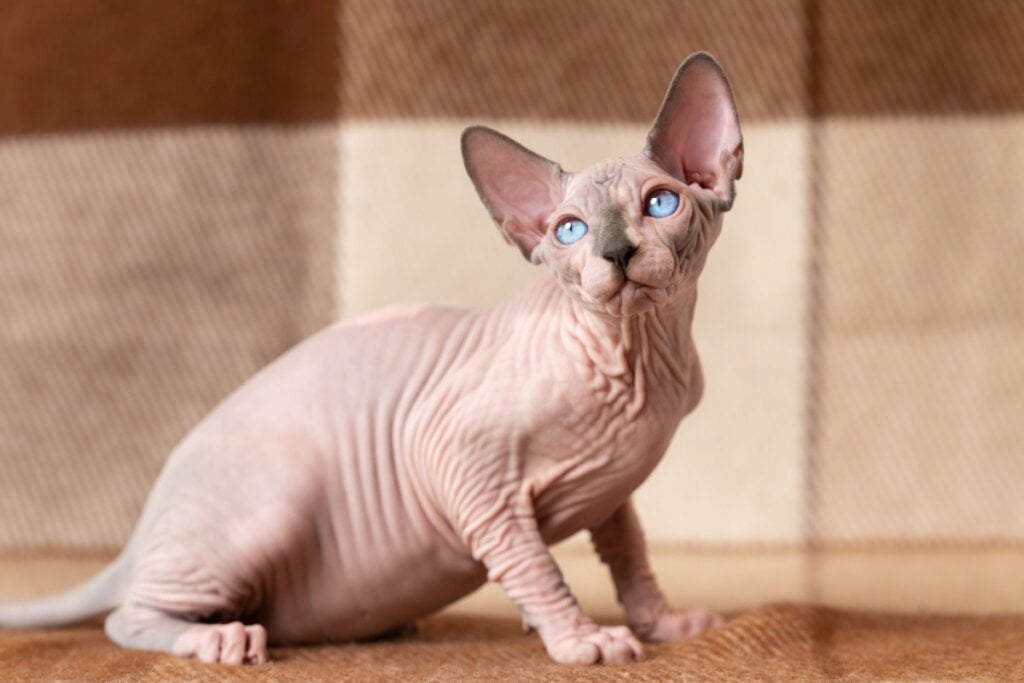 O sphynx adora brincar, explorar e permanecer no colo (Imagem: Alexander Piragis | Shutterstock)
