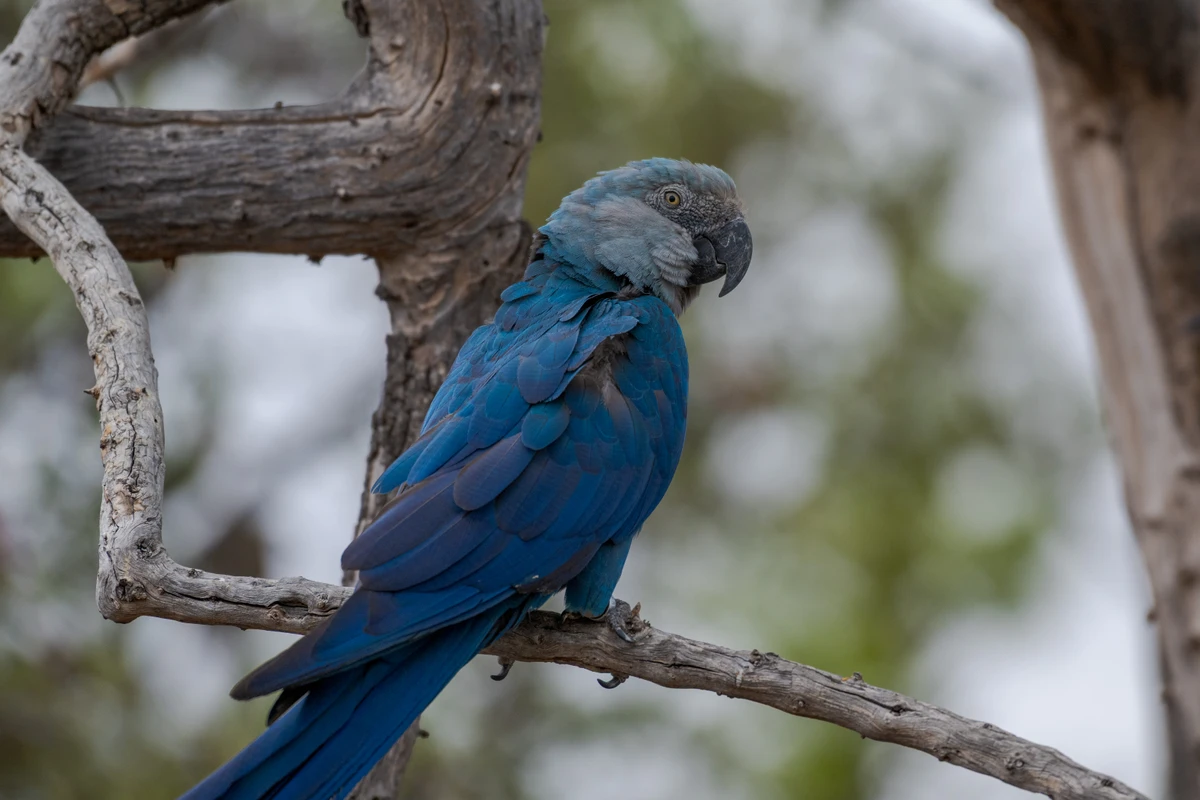 Espécie ameaçada de extinção: ararinhas-azuis soltas na Bahia testam positivo para vírus letal por Miguel Monteiro