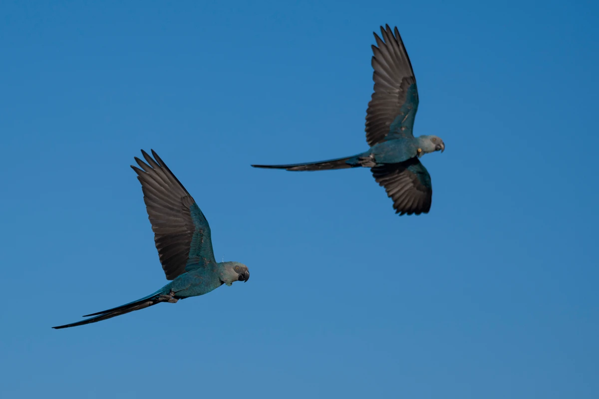 Espécie ameaçada de extinção: ararinhas-azuis soltas na Bahia testam positivo para vírus letal por Miguel Monteiro