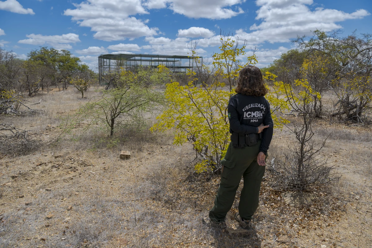 Espécie ameaçada de extinção: ararinhas-azuis soltas na Bahia testam positivo para vírus letal por Miguel Monteiro