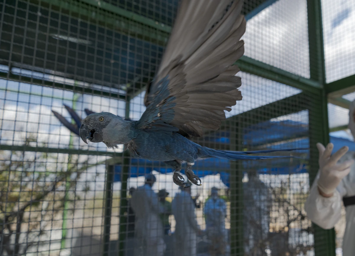 Espécie ameaçada de extinção: ararinhas-azuis soltas na Bahia testam positivo para vírus letal por Miguel Monteiro