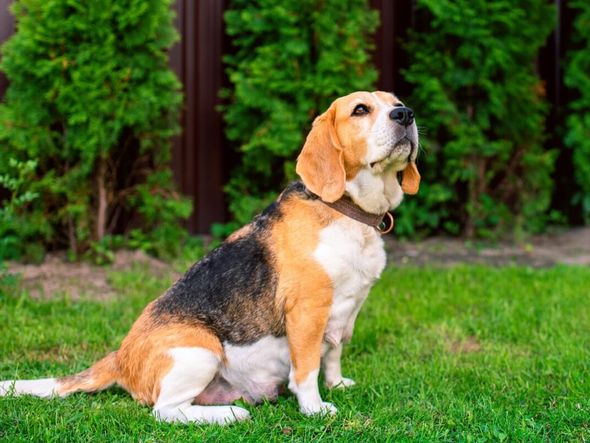 Imagem - Gestação de cadela: entenda cada etapa e os cuidados necessários