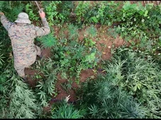 Imagem - Mais de 200 mil pés de maconha são erradicados no interior da Bahia
