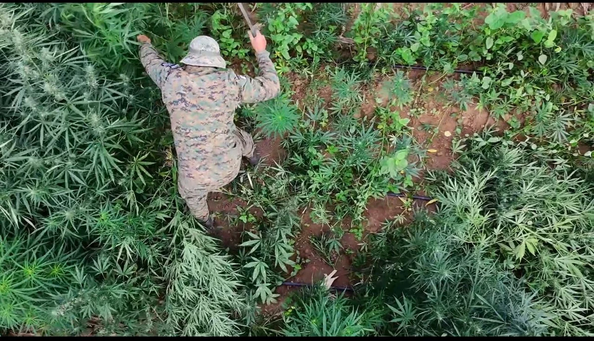 Roça de maconha erradicada em Barro Alto