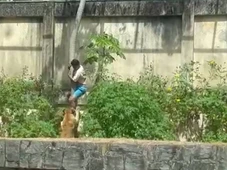 Imagem - Vídeo mostra homem invadir jaula e ser atacado por leoa em zoológico; ele morreu na hora